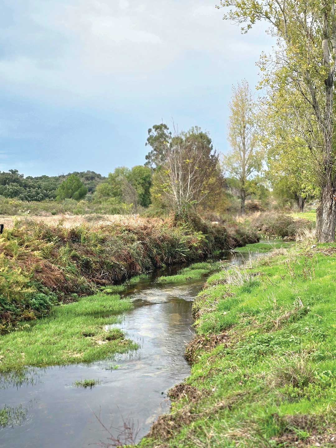 A stream running through the estate