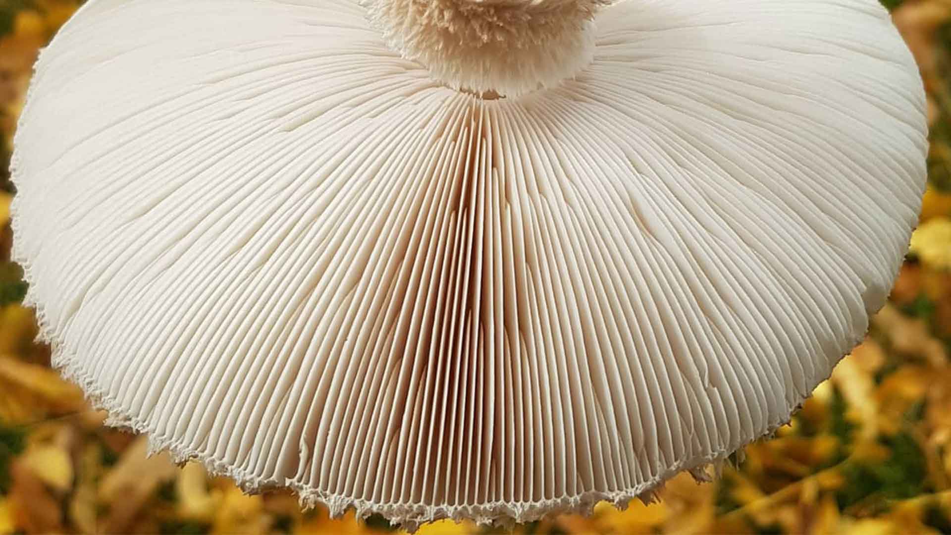 Mushrooms – The Experience