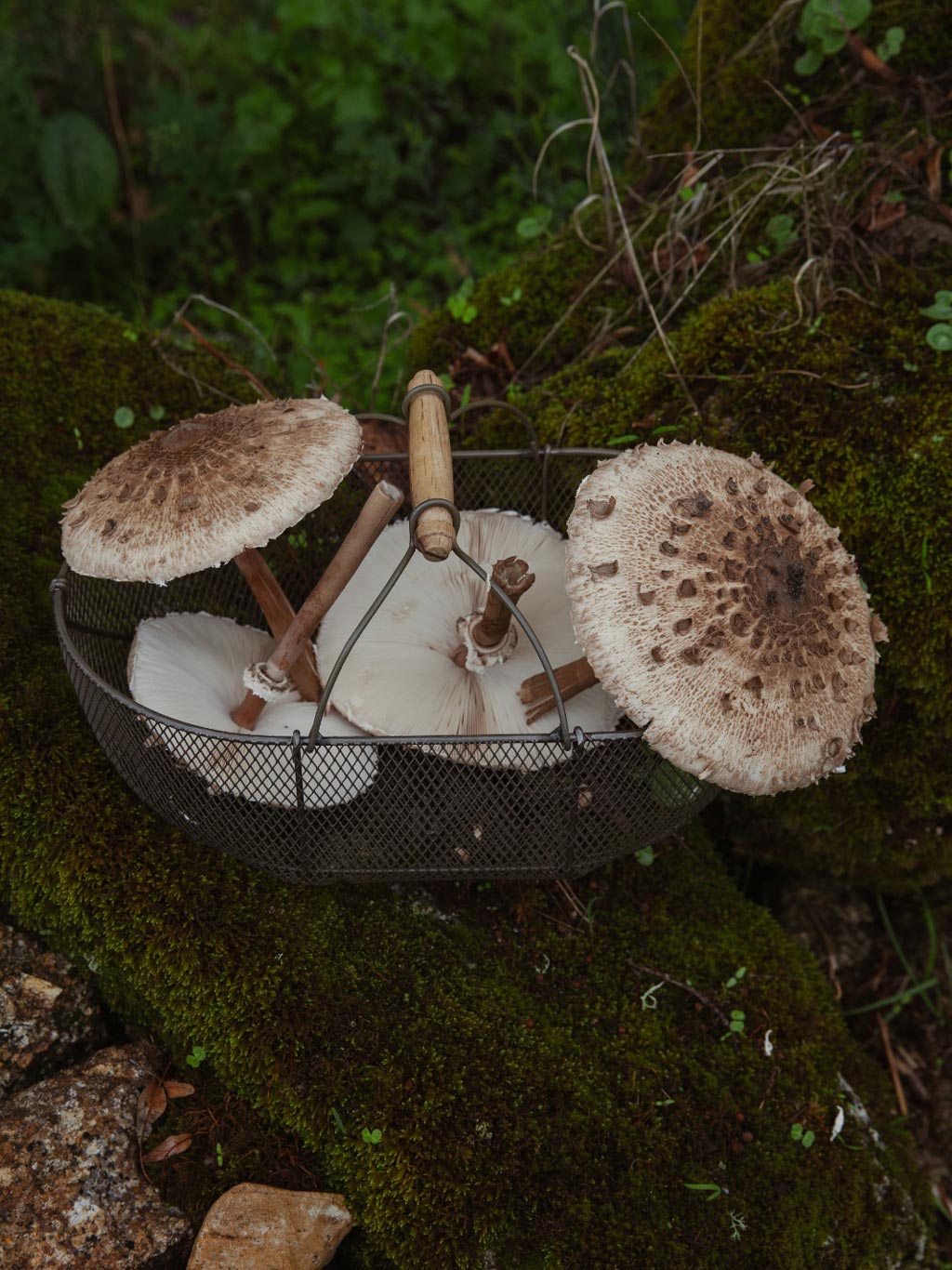Mushrooms – The Experience